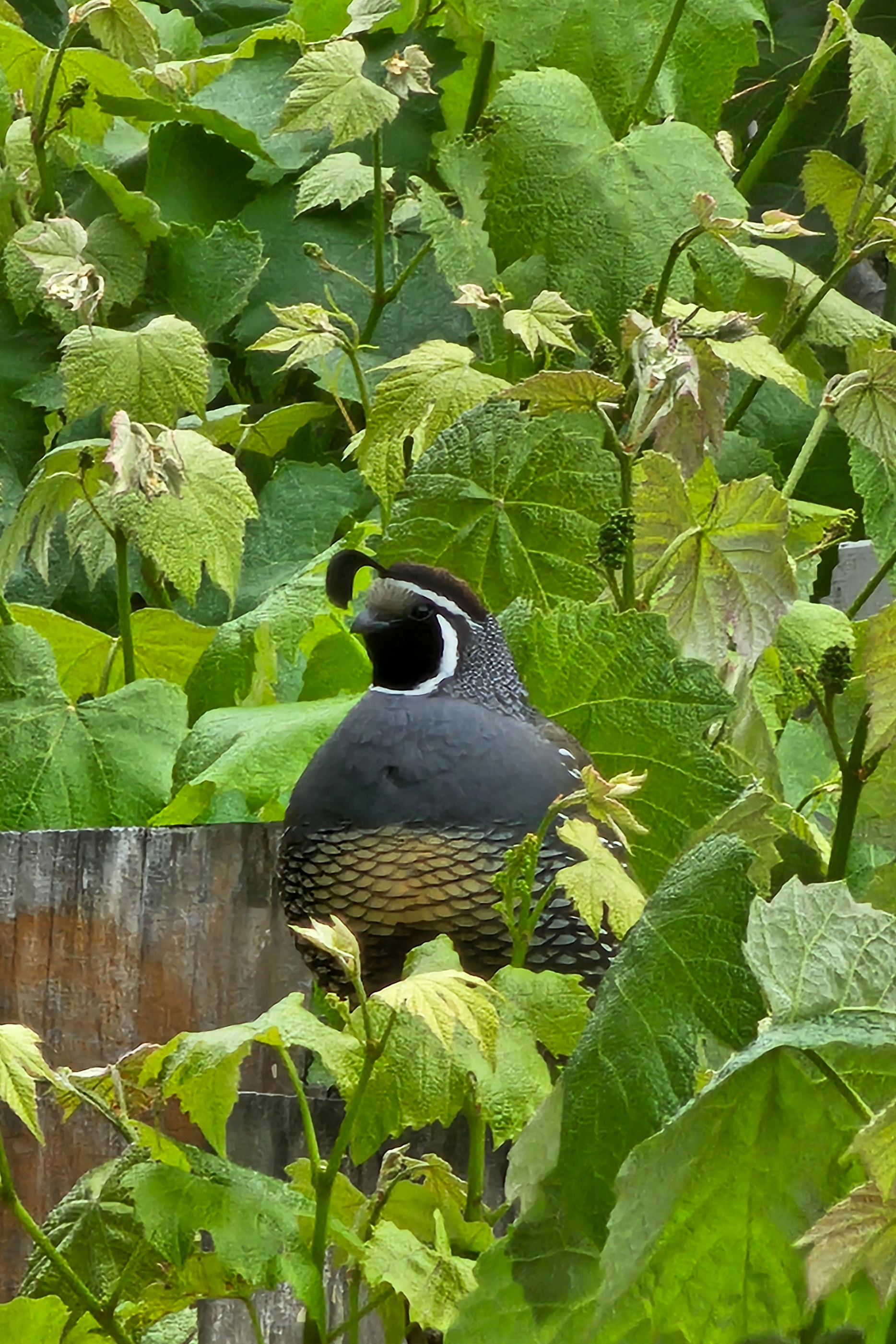 Quail